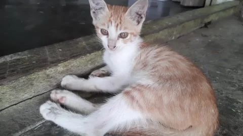 A cute kitten is surprised to see something, fluffy animal, pet, 4k footage Stock Footage 255519587