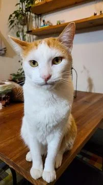 Cute kitten on the table Stock Photos