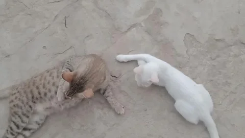 Cute Kitten Taking a Bath with Its Mother Cat Vídeos de archivo 347758652