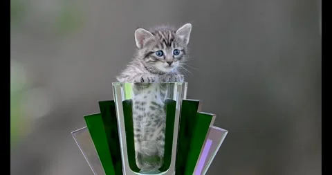 Cute Kitten in a Vase! Stock Footage 276633800