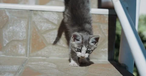 Cute Kitten Walking Down Outdoor Stairs on a Sunny Day Video stock 304668212