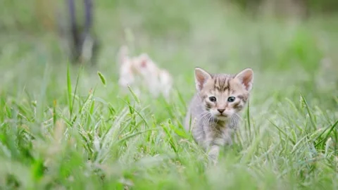 Cute kitten walking on the grass Stock Footage 280300696
