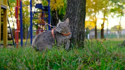 A cute kitten walks with a harness with its owner on the street. Stock Footage 254348577