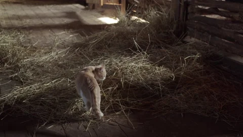 Cute kitten went to the stable and looks at the horse eating hay in his stall Stock Footage 143933789