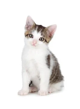 Cute kitten on a white background. Foto stock