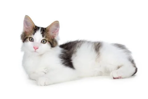 Cute kitten on a white background. Stock Photos