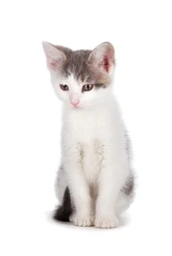 Cute kitten on a white background. Stock Photos