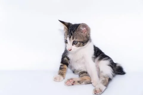 Cute kitten on a white background Stock Photos