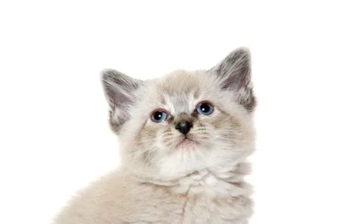 Cute kitten on white Stock-Fotos