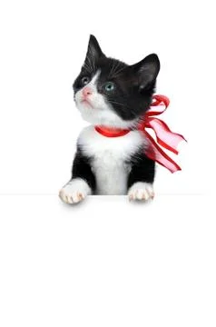 Cute kitten on white Stock Photos