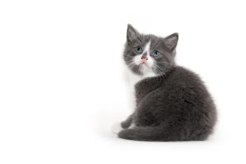 Cute kitten on white 스톡 사진