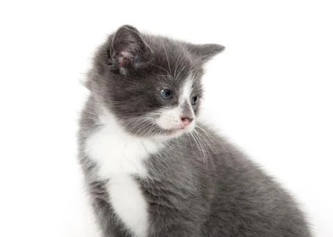 Cute kitten on white Stock-Fotos