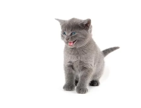 Cute kitten on white Fotos de archivo