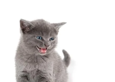 Cute kitten on white Foto stock