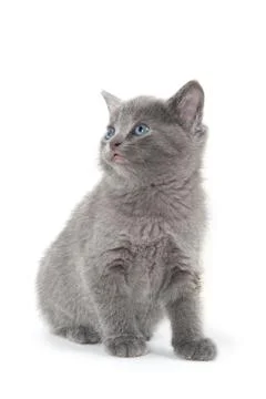 Cute kitten on white 스톡 사진