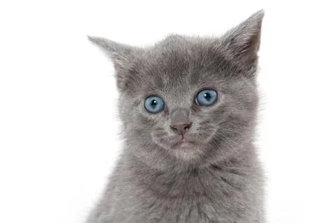 Cute kitten on white Stock-Fotos