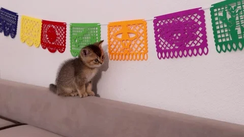 Cute kitten on a white wall with papel picado banners for Day of the Dead copy Stock Footage 344814441