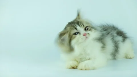 Cute kitten on wihte background in studi... | Stock Video | Pond5