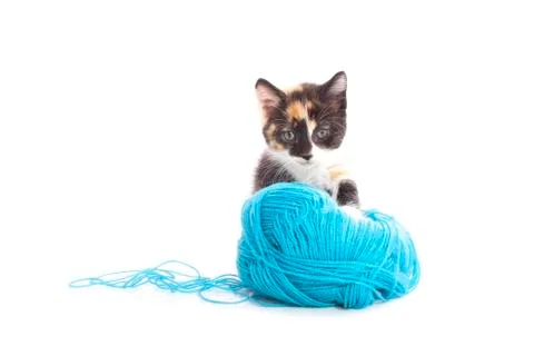 Cute kitten with wool Stock Photos