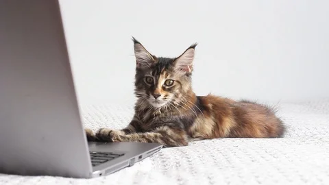 Cute kitten working with laptop Stock Footage 98200180