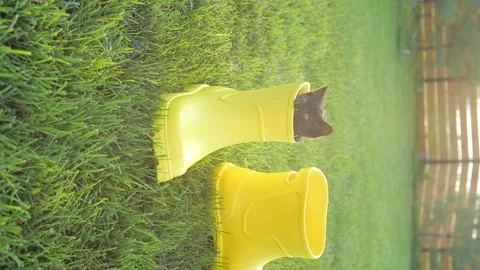 Cute kitten in a yellow boot on the lawn Stock Footage 165462059