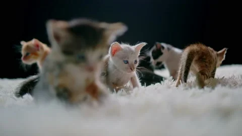 Cute kittens at 30 days old on a white carpet. 스톡 동영상 155449290