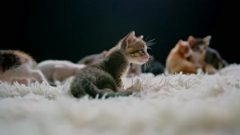 Cute kittens at 30 days old on a white carpet. Stock Footage 155470402