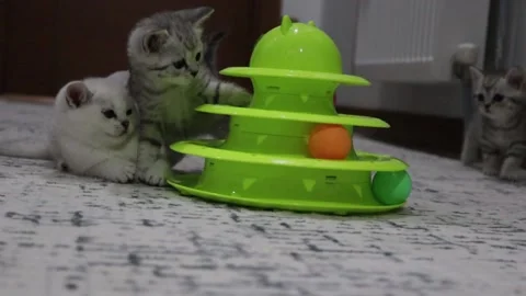 Cute kittens are playing with ball and toy Stock Footage 204048170