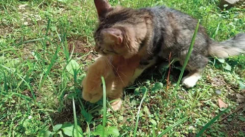 Cute kittens are playing with a cute baby rabbit Stock Footage 320248975