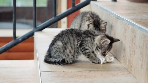Cute Kittens are playing outside Stock Footage 102727384