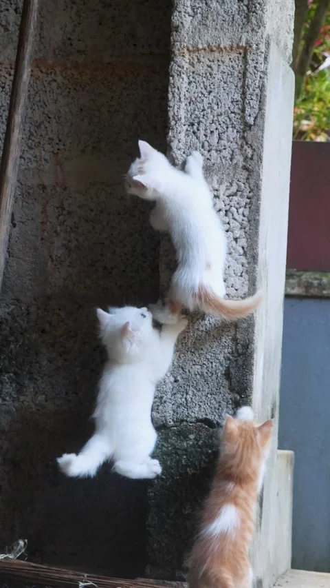 Cute kittens climbing on a wall and their adventures on the wall. Vertical video Stock Footage 311722795