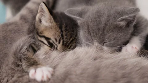 Cute kittens cuddle together, showcasing warmth and affection in a cozy setting Stock Footage 311056170