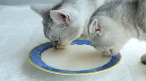 Cute kittens drinking milk from dish Stock Footage 61245544