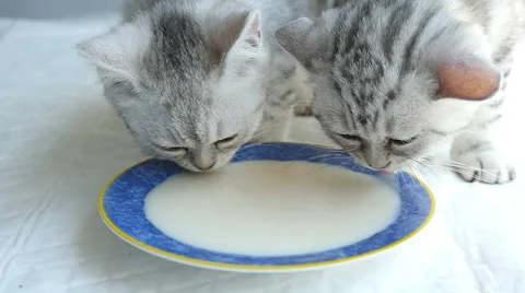 Cute kittens drinking milk from dish Stock Footage 61247202