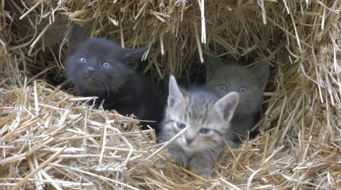 Cute kittens hidden in haystack meowing and playing 4K 2160p UHD footage  Stock Footage 49710770