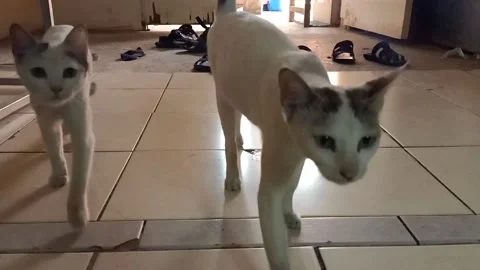 Cute kittens on home Stock Footage 150258774