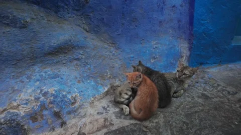 Cute Kittens Huddle Together Against a Vibrant Blue Wall in Chefchaouen Morocco Stock Footage 341633121