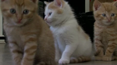 Cute kittens looking around Stock Footage 10828437