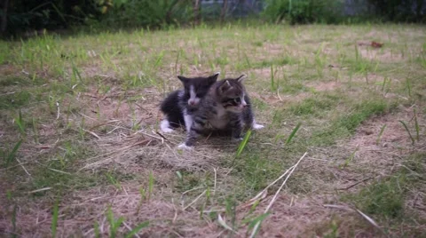 Cute kittens looking for mum Stock Footage 68600800