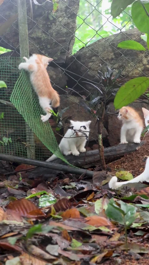 Cute kittens outdoors, one kitten hanging on a net and jumps from it Stock Footage 311725854