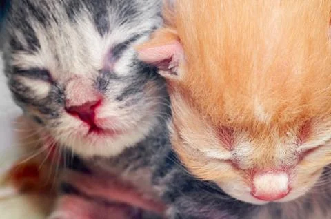 Cute kittens Stock Photos