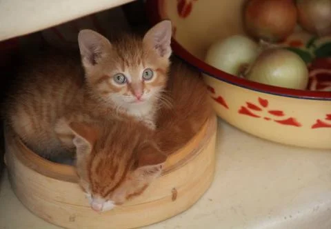 Cute Kittens Stock Photos