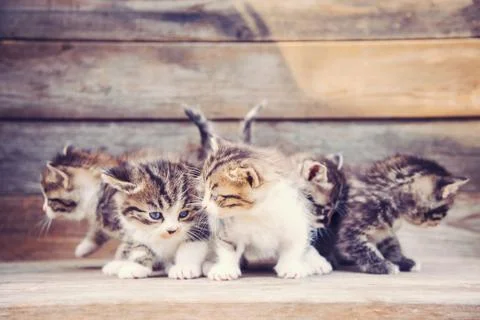 Cute kittens Stock Photos