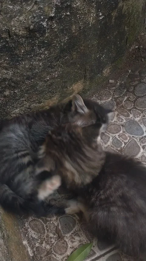 Cute Kittens Play Fighting – Funny Adorable Cat Battle Video Stock Footage 306826747
