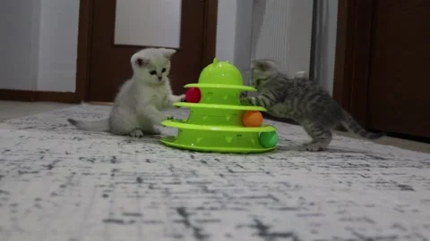 Cute kittens playing with ball and toy Stock Footage 204048155