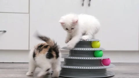 Cute Kittens Playing With Ball Stock-Footage 294871333