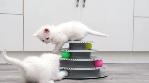 Cute Kittens Playing With Ball Stock-Footage 304941955
