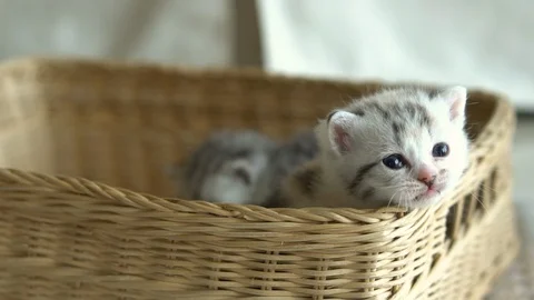 Cute kittens playing in a basket slow motion Stock Footage 94983604