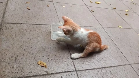 Cute kittens playing with empty box Stock Footage 275568605