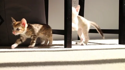 Cute kittens playing Stock Footage 72542658